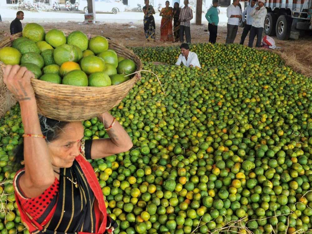 Workers sorting oranges at the wholesale fruit market in Nagpur, Maharashtra on Wednesday.