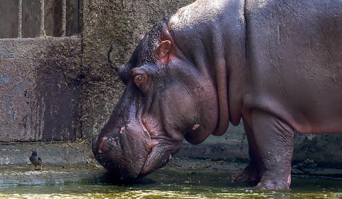 A hippopotamus at Alipore Zoological Garden in Kolkata on Tuesday. PTI Photo