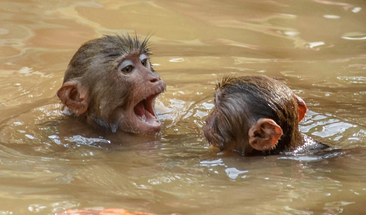 onkeys swim across river Basistha on a hot day, in Guwahati on Saturday, July 7, 2018. (PTI Photo)