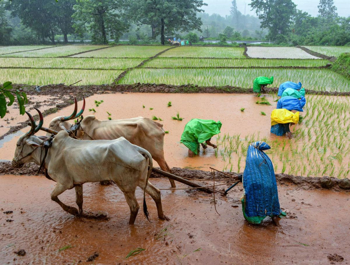 A farmer ploughs his field as women plant paddy saplings during monsoon season, at Koyna village in Satara, Maharashtra on Wednesday. (PTI Photo)