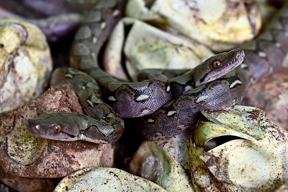 Two held for hunting python, cooking its meat in Kerala's Kannur