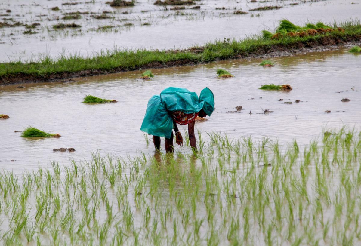 A farmer plants paddy saplings in a field during rain, in Khordha on Friday. (PTI Photo)