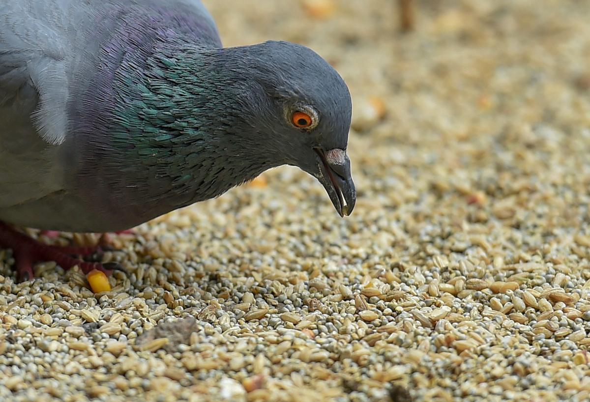 A pigeon feeds on grain, in New Delhi. (PTI Photo)