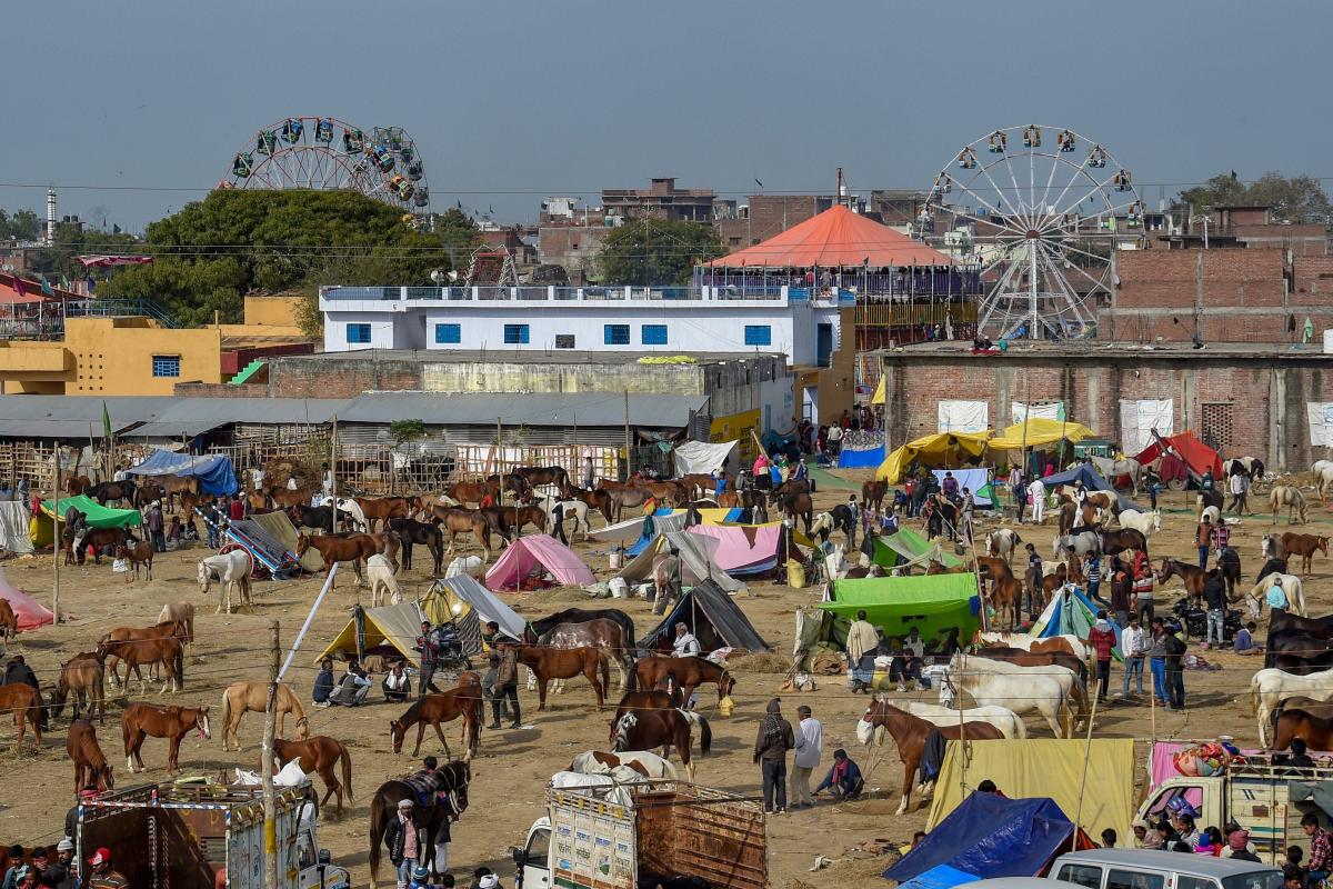 Horses seen at a fair near Kanpur, Sunday, Feb. 10, 2019. (PTI Photo)