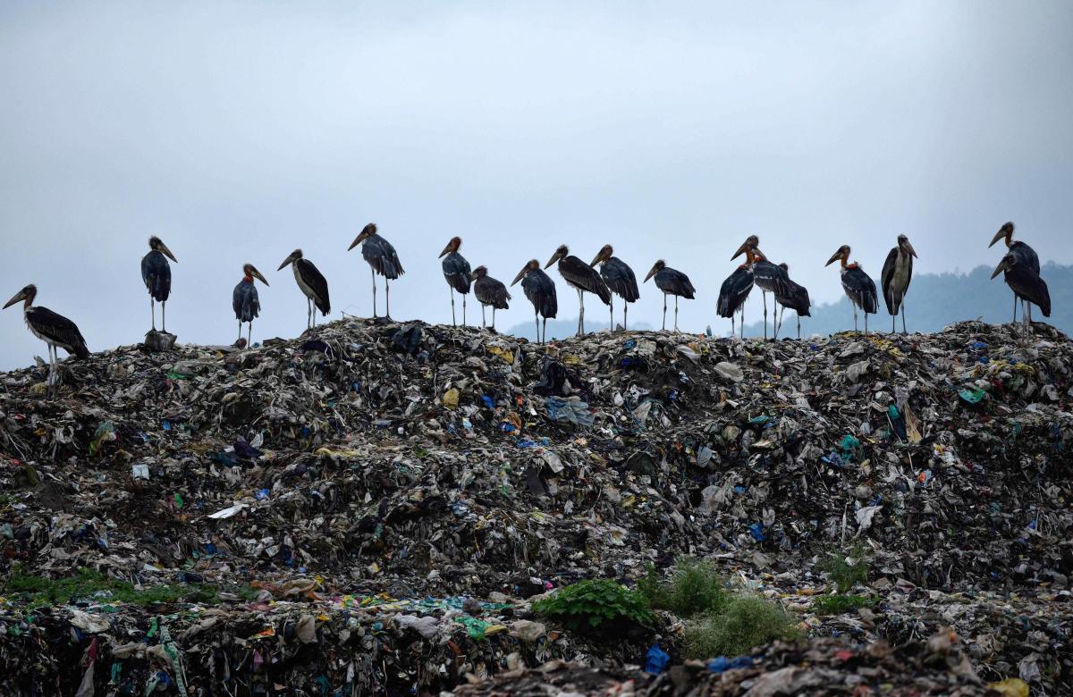 Greater Adjutant Storks seen on the top of a garbage-heap at Boragaon garbage dumping site, on the eve of World Environment Day, in Guwahati. (PTI Photo)