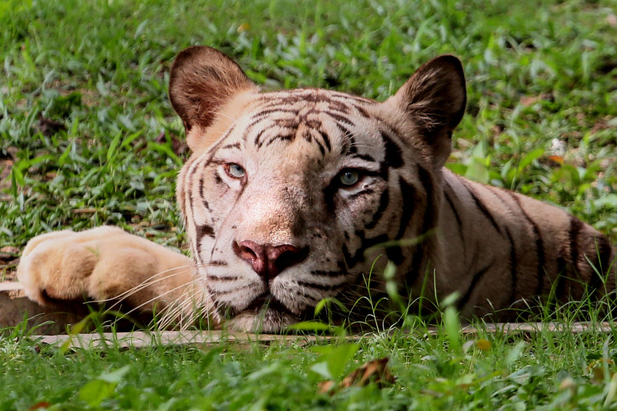 A white Royal Bengal Tiger rests in a small pond inside its enclosure on a hot summer day at Tata Steel Zoological Park (TSZP), in Jamshedpur, Friday, June 7, 2019. (PTI Photo)