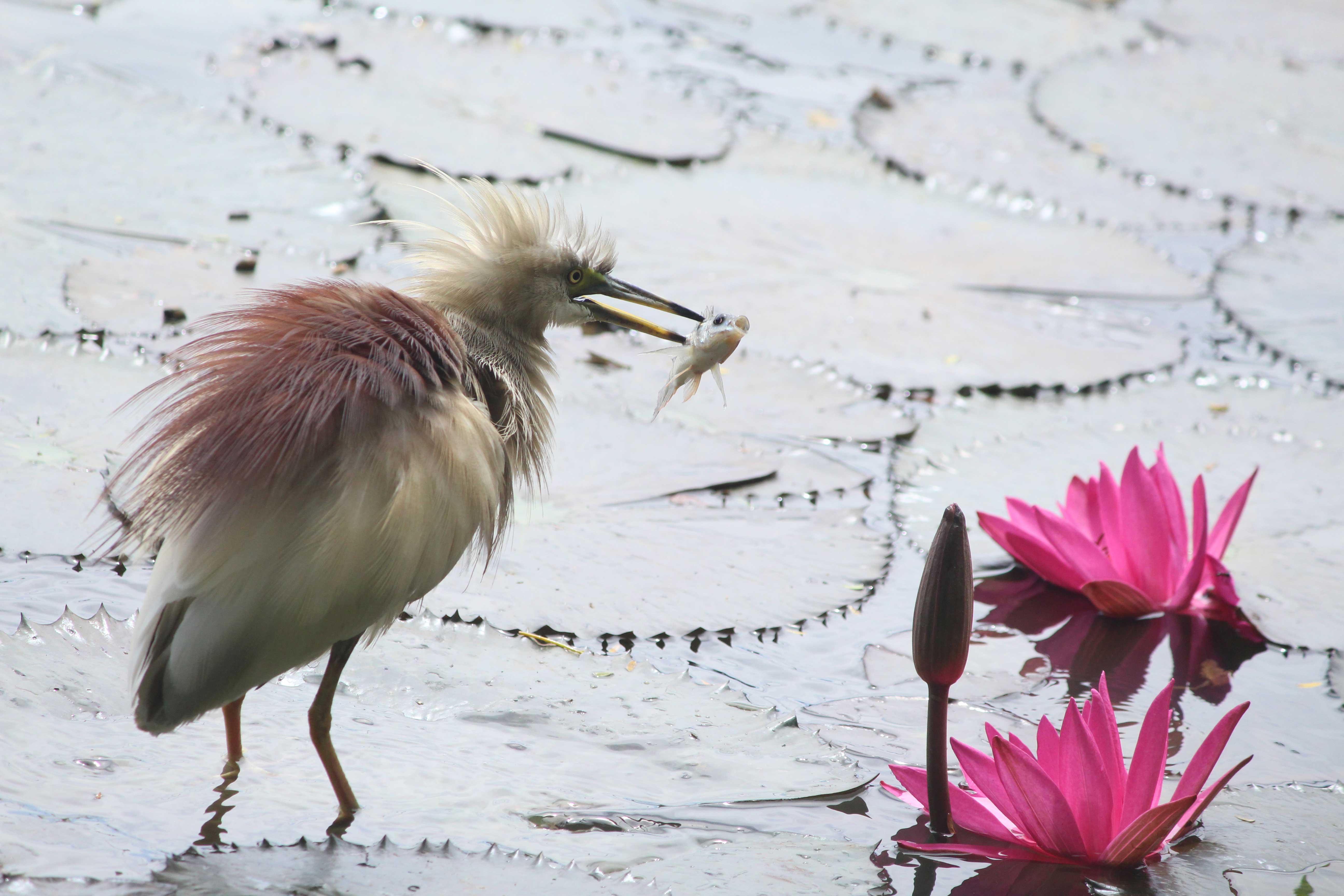 Clicked at Hebbal Lake by Uday Munikoti