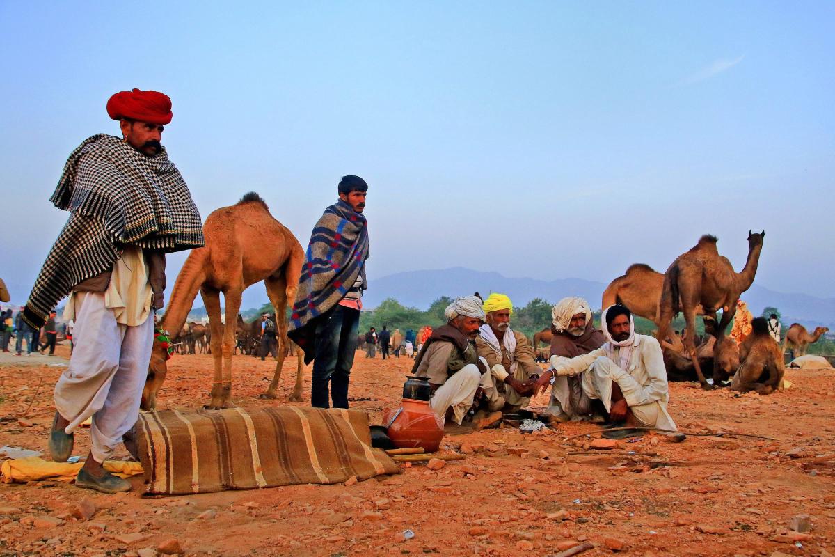 Camel traders at Pushkar Camel Fair 2018 in Pushkar, Rajasthan on Saturday. PTI photo