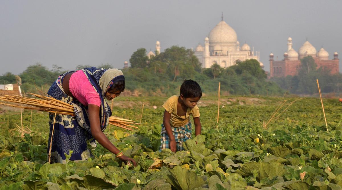 A farmer works on her field against the backdrop of Taj Mahal, in Agra, on Friday. PTI Photo