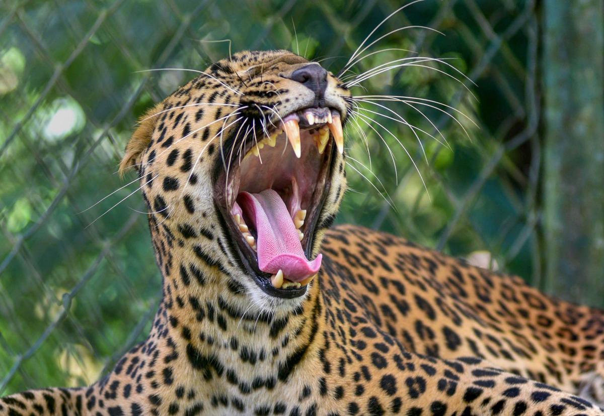 A leopard rests inside its enclosure at Panbari Reserve Forest near Kaziranga National Park in Kaziranga. PTI photo