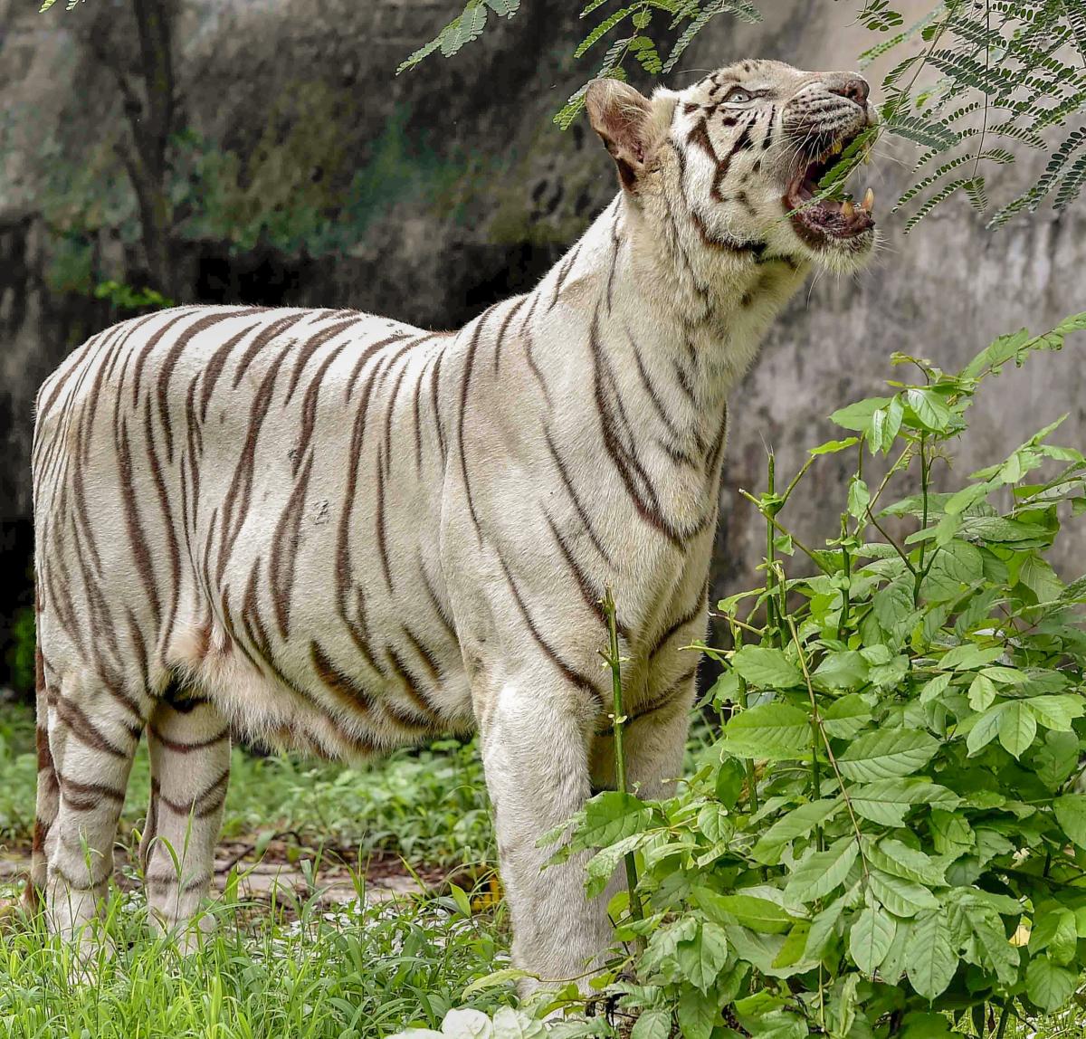 Kolkata: A white tiger during a hot day at Alipore Zoo in Kolkata on Sunday, July 29, 2018. (PTI Photo/Ashok Bhaumik)