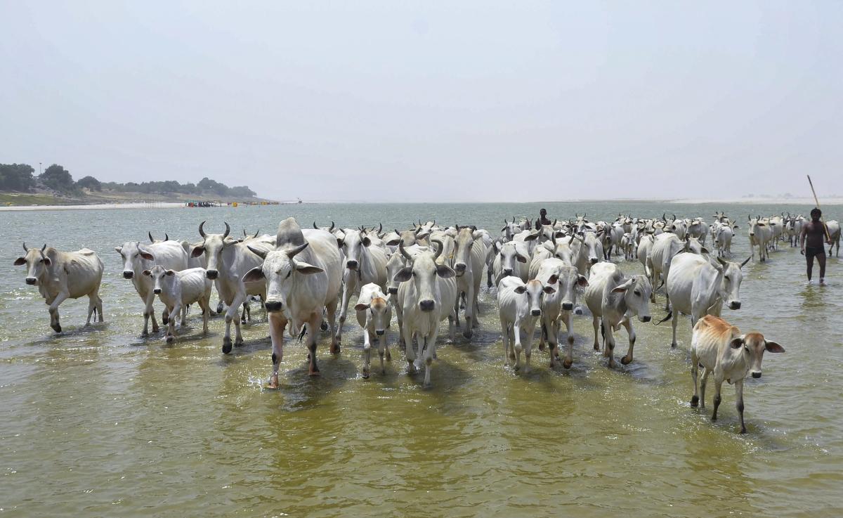 A herd of cows walk in the water of river Ganga on a hot summer day, in Mirzapur on Tuesday. PTI Photo