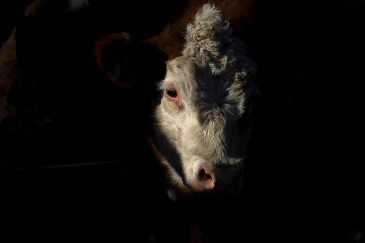 A cow inside a corral before being transferred to a slaughterhouse on August 6, 2019, in San Jacinto. In a country where the consumption of beef is around 60 kg a year per person, vegans seek to change a habit inherent to the Uruguayan culture and economy. (Photo by Reuters)