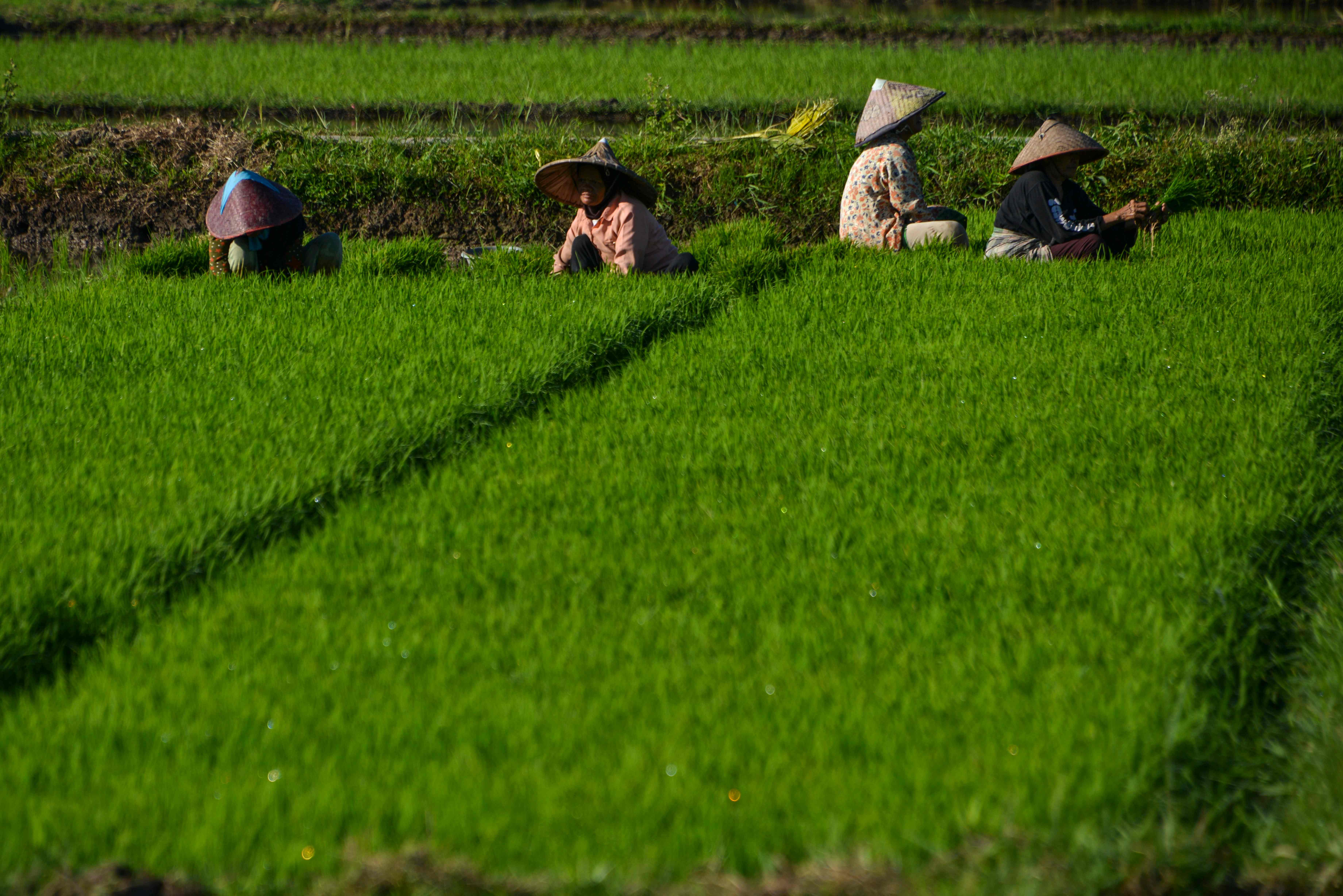 A farmer walks in a rice paddy in Japakeh, near Banda Aceh on May 31, 2020. (Photo by AFP)