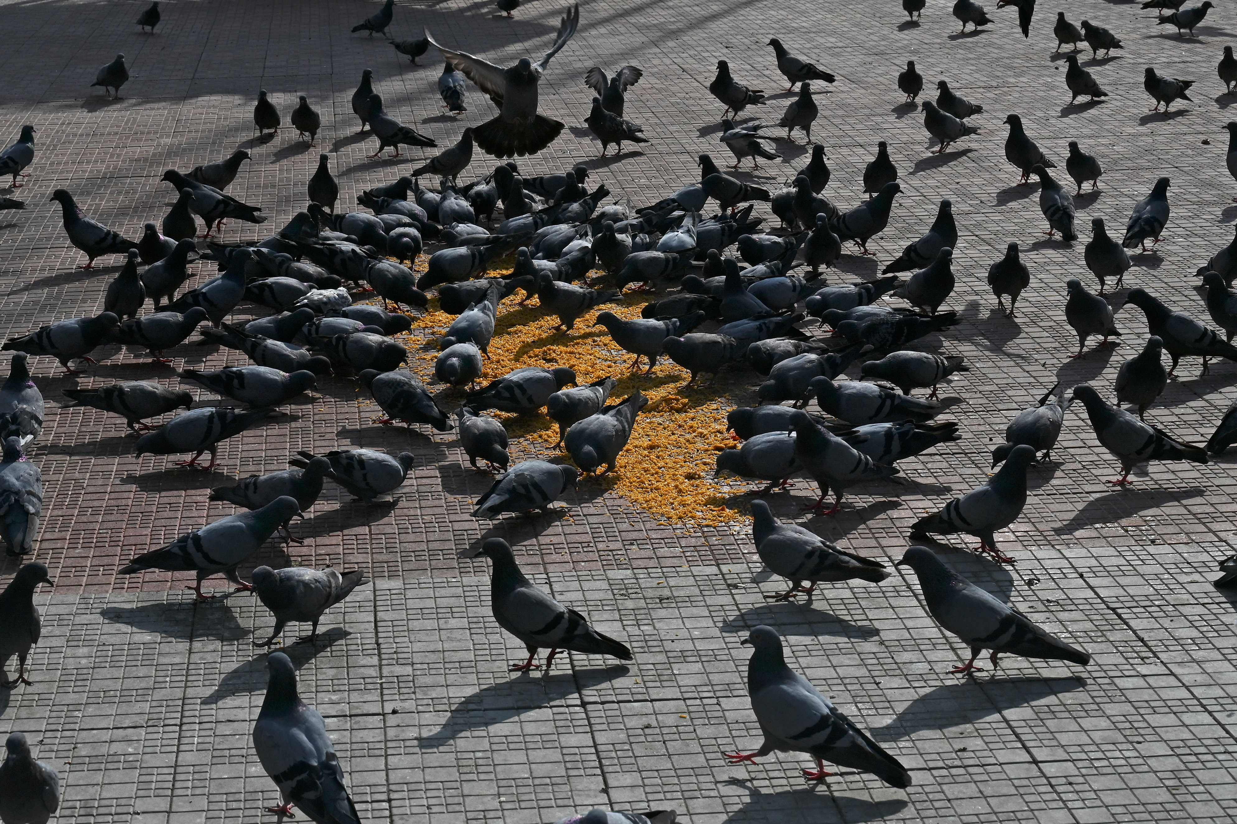 Pigeons eats food-grains during a lockdown imposed by authorities after a sudden surge of COVID-19 coronavirus cases in Srinagar. Credit: AFP Photo