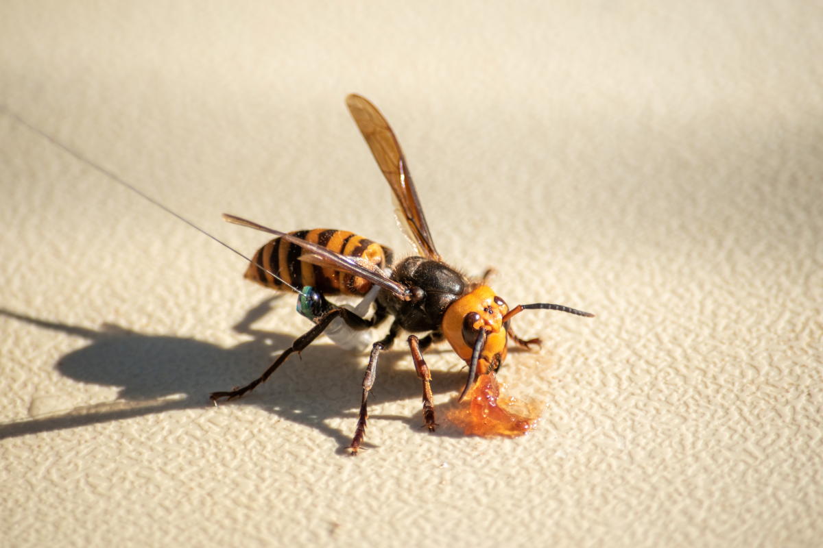 A radio tracking device fitted by Washington State Department of Agriculture (WSDA) entomologists is seen on an Asian giant hornet before it led researchers to a colony in a tree near Blaine, Washington. Credit: Reuters Photo