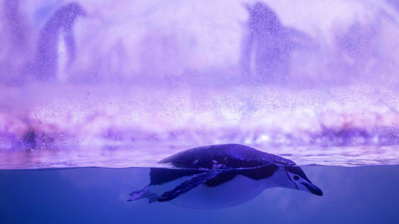 A Chinstrap penguin (Pygoscelis antarcticus) is seen at an Antarctic environment recreated at the Inbursa Aquarium, in Mexico City. Credit: AFP Photo