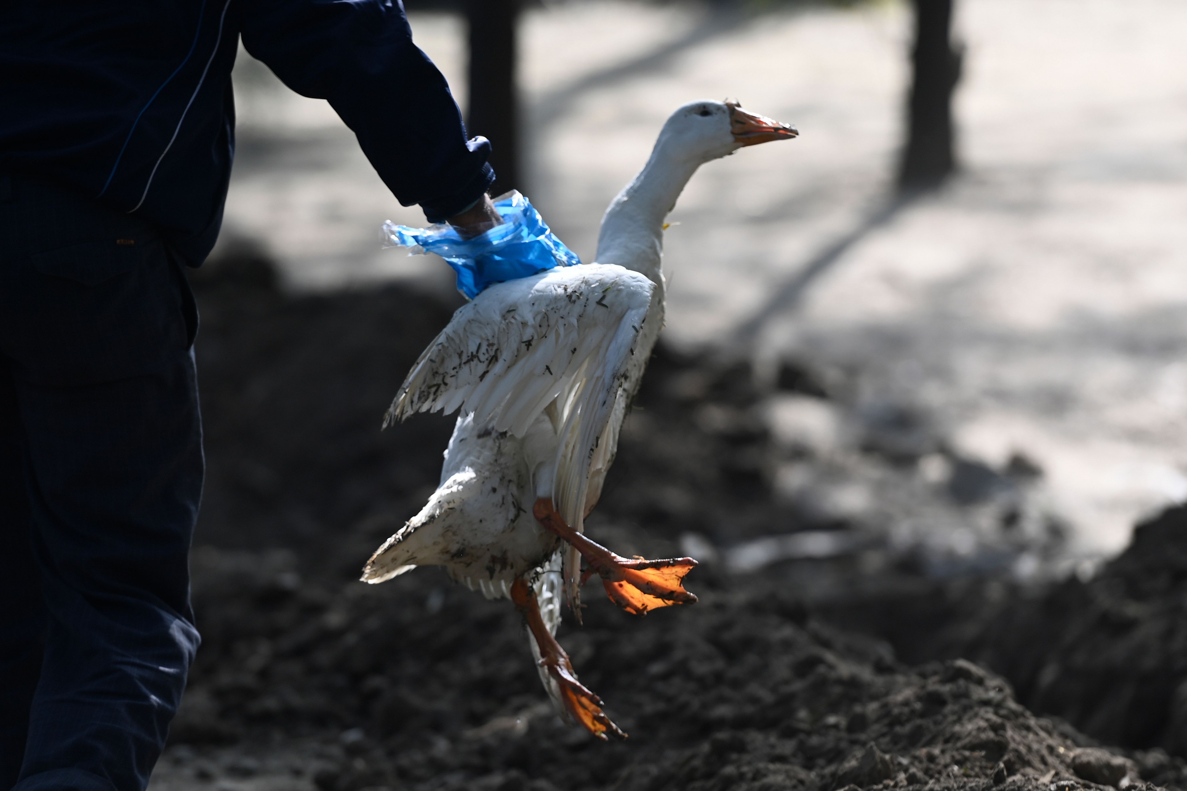 Haryana | Culling of over 1.6 lakh birds at five poultry farms began in Panchkula district after more than four lakh birds were found dead in the state.