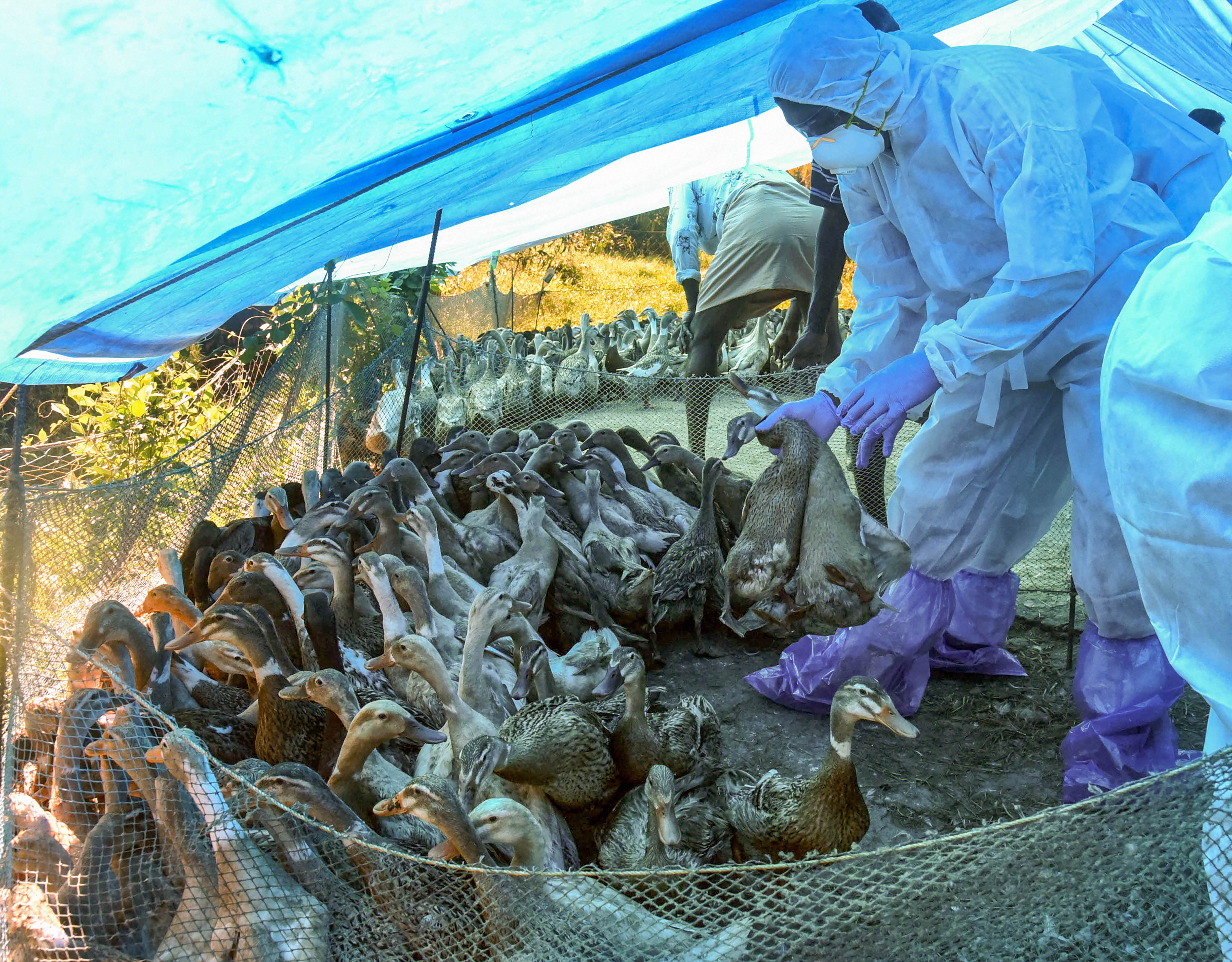 Kerala | Bird flu has been reported in parts of Alappuzha and Kottayam districts in Kerala, prompting officials to cull over 69,000 birds. The outbreak was initially reported in four panchayats of Nedumudi, Thakazhy, Pallippad and Karuvatta in Kuttanad region of the Alappuzha district and Neendoor in Kottayam district. Credit: PTI Photo