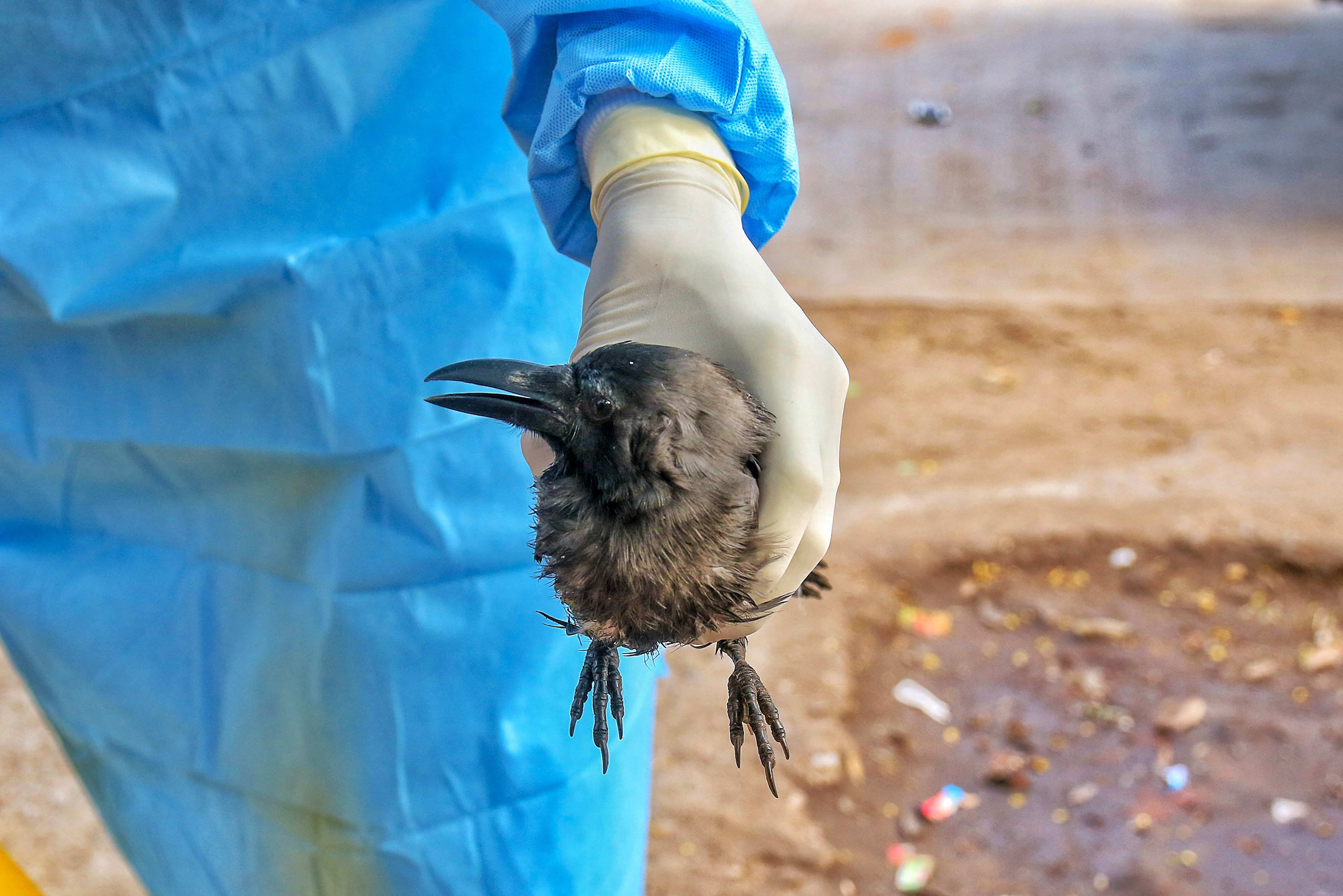 Rajasthan | With the 428 fresh deaths, the number of birds that have died in the past few days has reached 2,950 in the state. So far, 51 samples of dead birds from 13 districts have been found positive for bird flu. Credit: PTI Photo