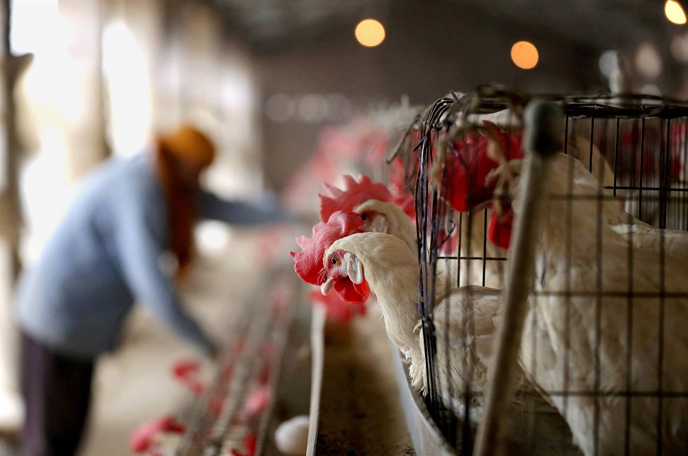 Himachal Pradesh | The state government has banned slaughter, sale, purchase and export of any poultry birds, fish of any breed and their related products including eggs, meat, chicken in Kangra district. Till now, over 2,000 birds have died in the state. Credit: PTI Photo