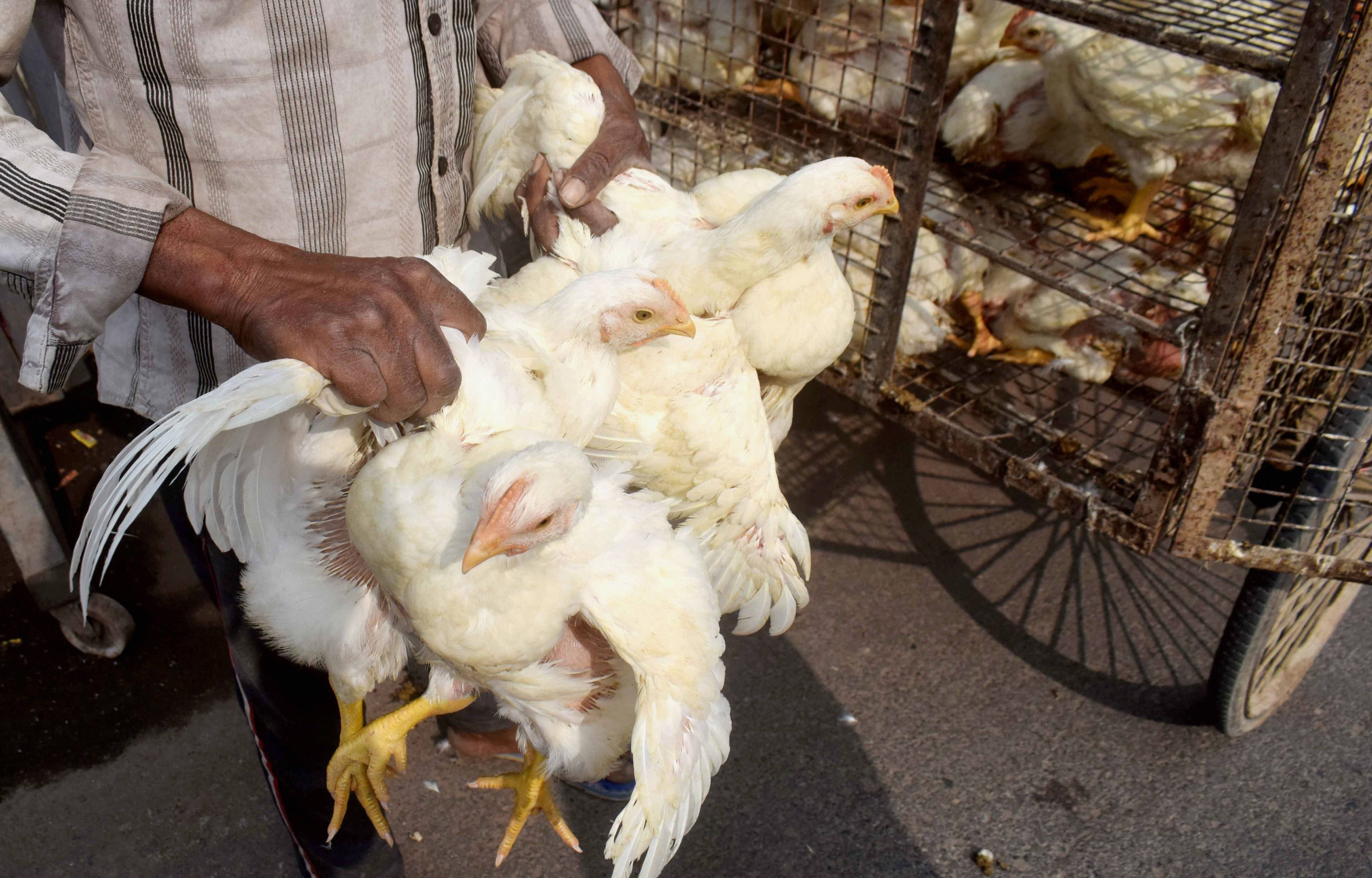Uttar Pradesh | The Kanpur Zoological Park has been closed for visitors till further orders, after the samples taken from two dead birds found there tested positive for the avian influenza virus. Authorities have ordered the culling of all red jungle fowls and other birds in the zoo. Credit: PTI Photo