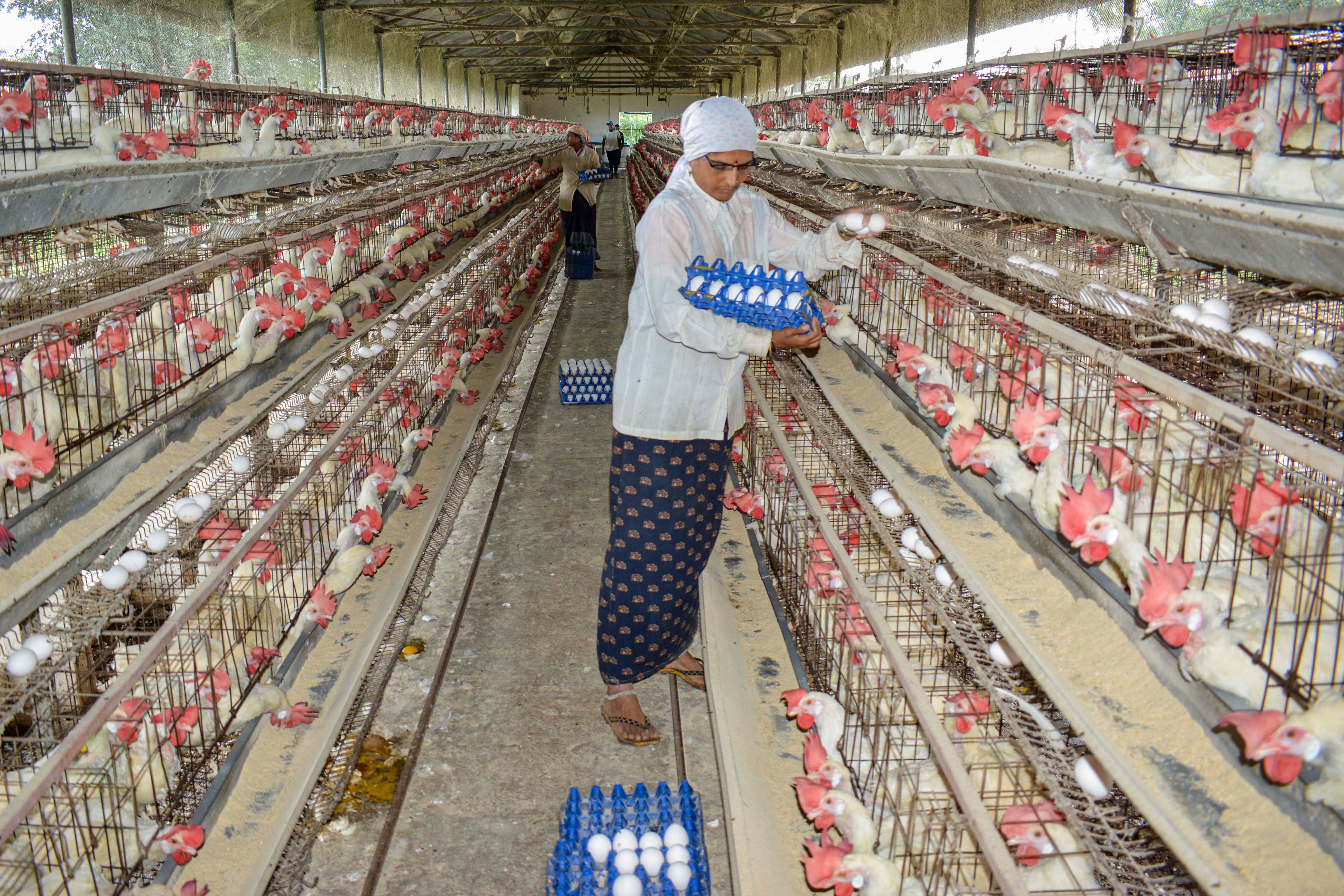 Maharashtra | Bird flu has been confirmed in Mumbai, Thane, Parbhani, and Beed districts as well as in Dapholi of Ratnagiri district. After 800 hens/chickens died in Murumba village, the district administration decided to cull nearly 8,000 birds in the village. CM Uddhav Thackeray has called for meeting to take stock of the situation. Credit: PTI Photo