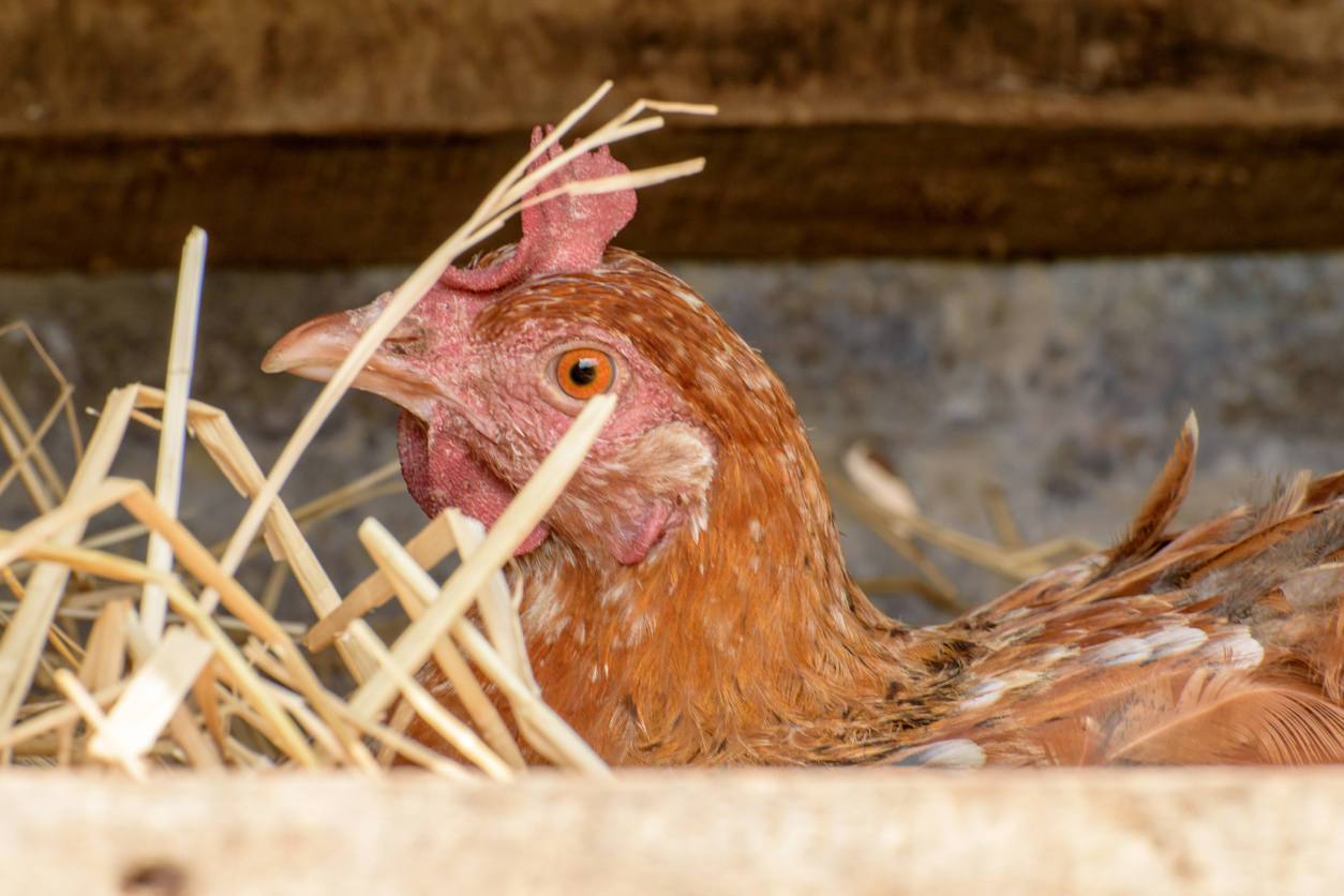 Madhya Pradesh | Bird flu cases have so far been confirmed in 13 districts of Madhya Pradesh, while around 1,100 crows and other wild birds have been found dead across 27 districts since the flu virus was first detected in the state last month. The state government has ordered closure of poultry shops in bird flu-hit areas. Credit: iStock Photo