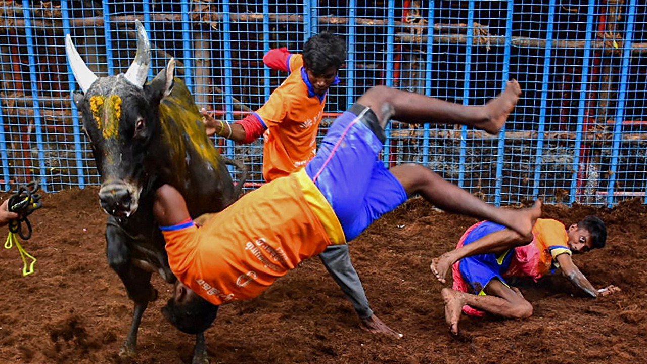 Participants try to tame a bull during Avaniyapuram Jallikattu as the part of Pongal festival celebration, in Chennai. Credit: PTI Photo