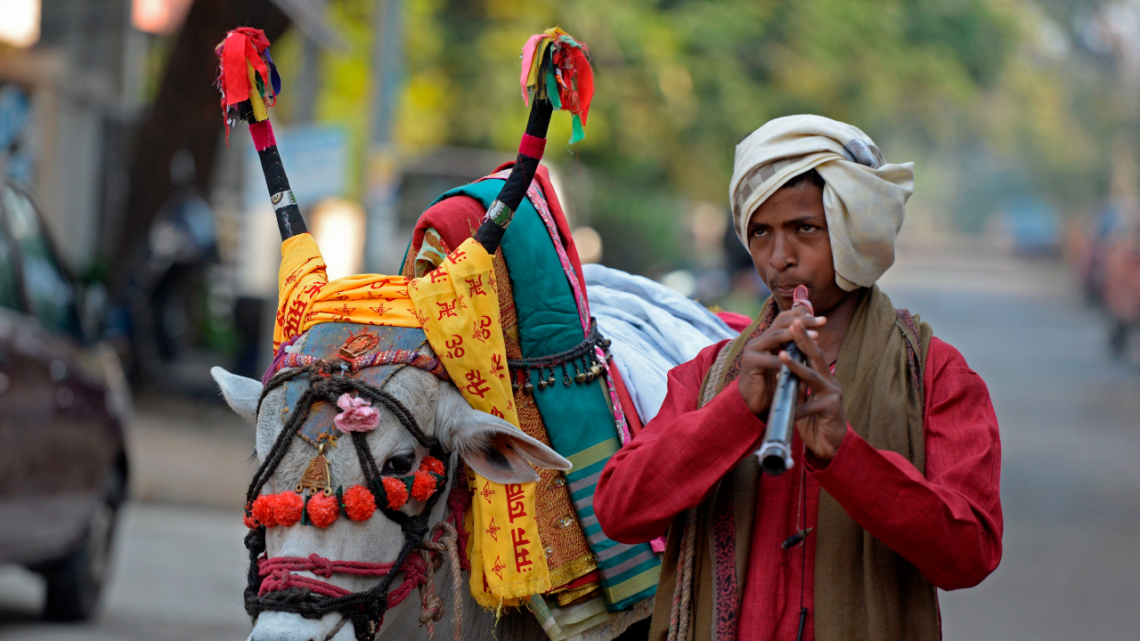 A performer plays music next to his decorated bull known as 'Gangireddu' that is taken house to house during the Hindu Sankranti, also known as the harvest festival as people worship and traditionally donate money, clothes and grains in a residential area in Hyderabad. Credit: AFP Photo