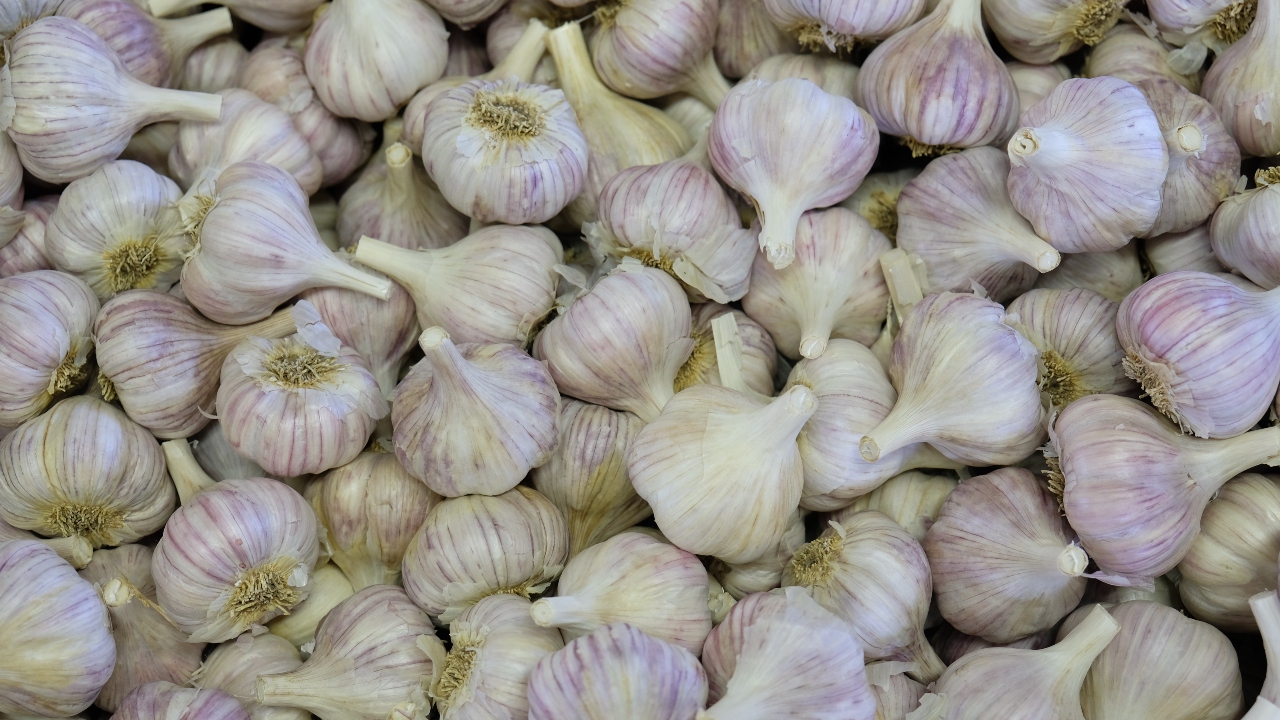 Garlic: Garlic has been used as a medicine for its protective and curative properties. It has immune promoting properties and traditionally has been used to suppress a common cough & cold and indifferent heart ailments. Allicin is the primary active compound, which is responsible for its major health benefits. Credit: Unsplash