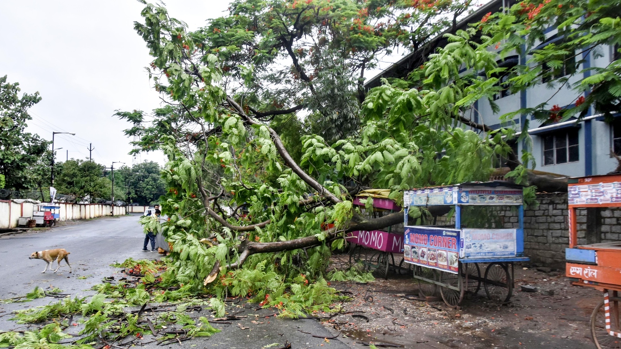 A tree collapses due to strong winds during landfall of cyclone Yaas in Ranchi. Credit: PTI Photo