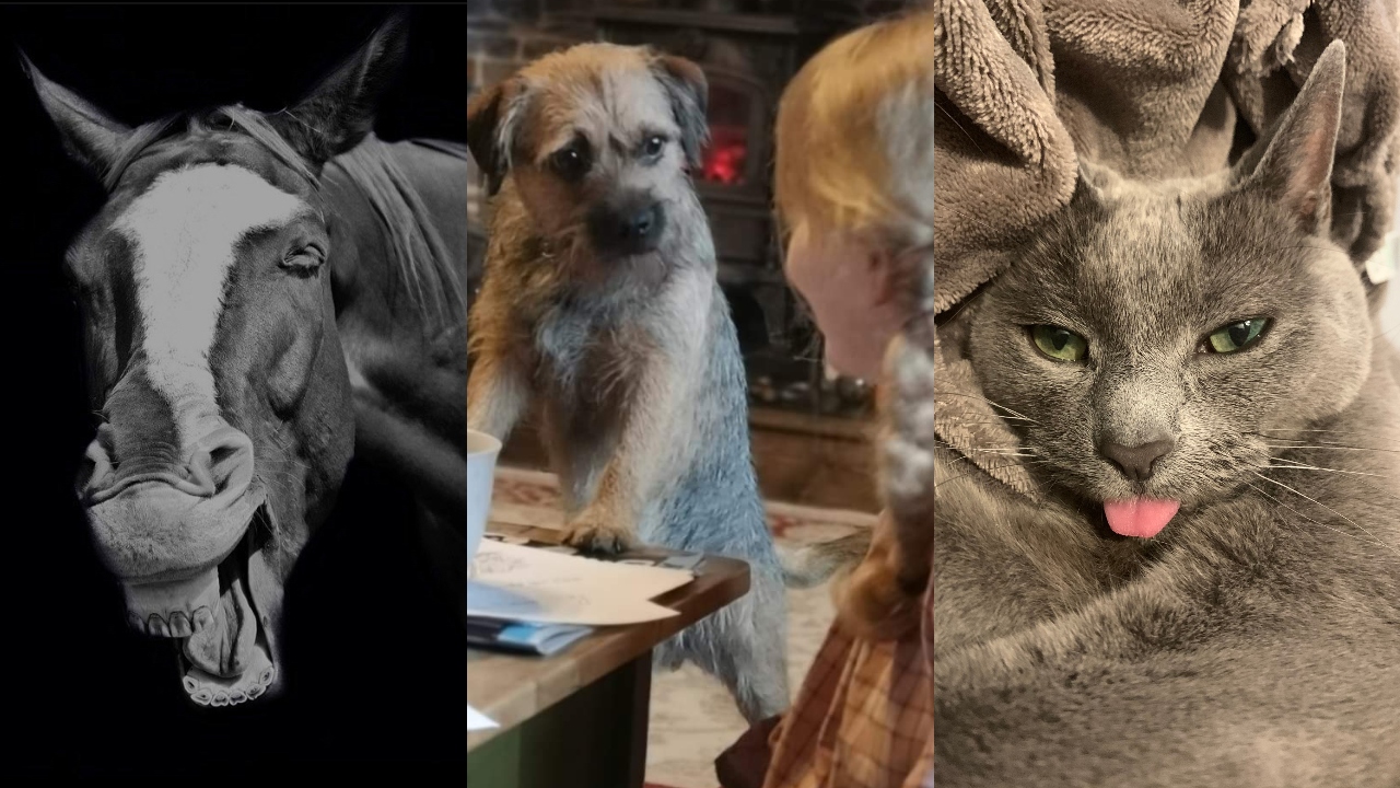 Comedy Pet Photo Awards 2021 - Best entries so far