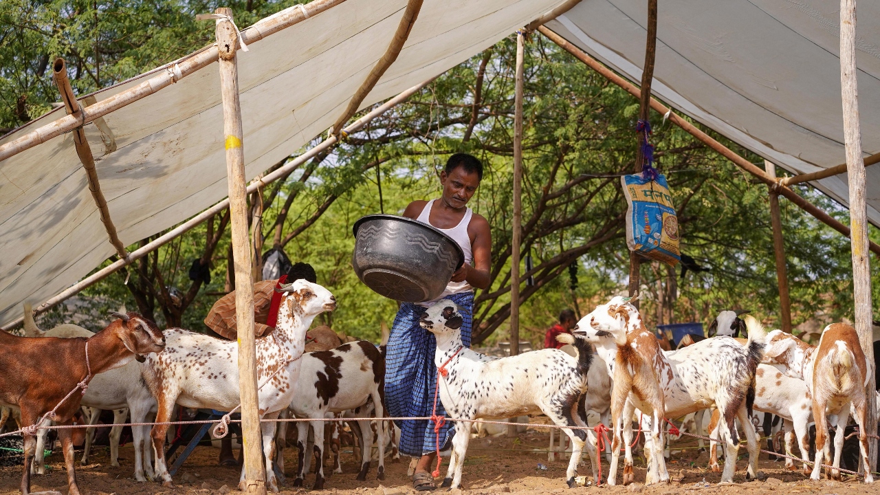 A livestock vendor waits for customers with his goats to sell along a street ahead of Eid-al-Adha in Ajmer. Credit: PTI Photo