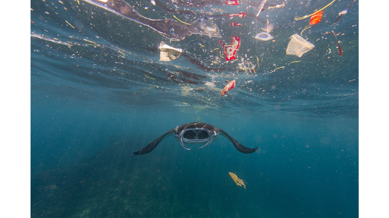 Recent research has shown that these manta rays ingest as much as 137 pieces of plastic an hour, which exposes their population to unknown long-term risks. A filter-feeding manta ray attempts to eat amidst the plastic in Nusa Penida, Bali. Photo by Vincent Kneefel (The Netherlands)