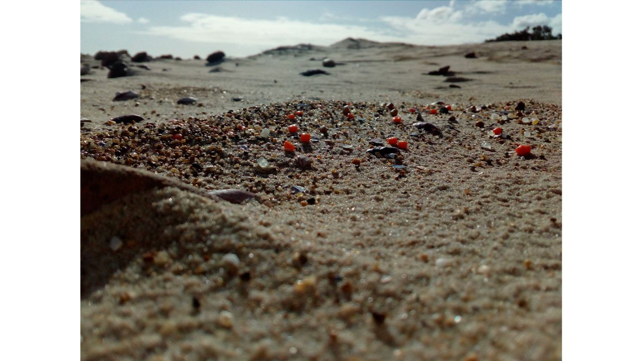 Plastic waste has become part of our microcosmos, even found among the grains of sand on this Uruguayan beach. Photo by Mauricio Ruiz (Uruguay)