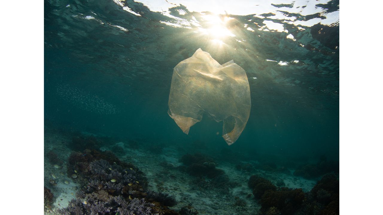 On the reef of a small coastal village in the Indonesian Banggai Archipelago, the villagers are doing their best to fight against plastic pollution. Plastic bags like this one represent a hollow deceit for animals that prey on jellyfish, such as sea turtles. Photo by Shannon Switzer Swanson (The United States of America)