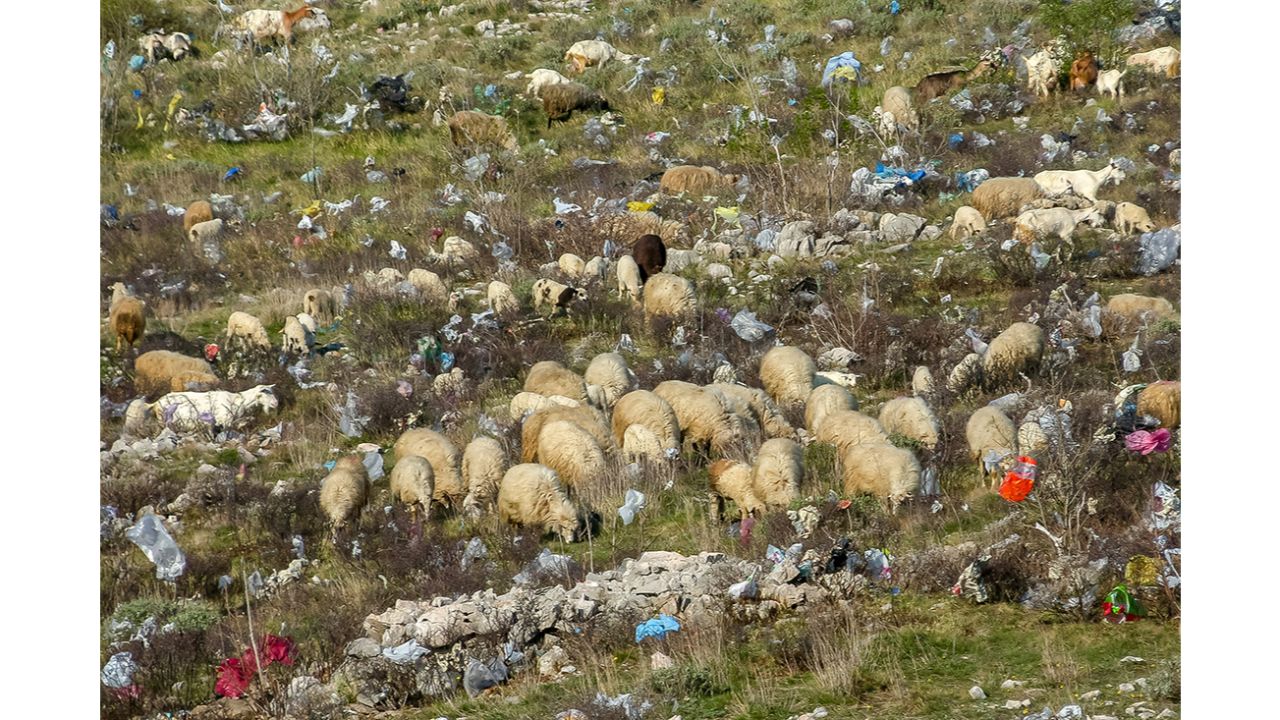 Trash heaps near the Adriatic Sea where the Bura wind spreads plastic waste onto the grazing fields. Photo by Goran Dorić (Croatia)