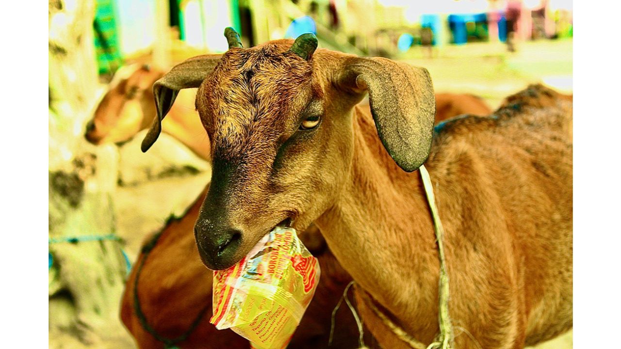 The goat belongs to an islander from the Bajou tribe in Tiworo, Indonesia. Every year, the island beaches are covered by plastic waste, brought in by the ocean currents. Photo by Fakhrizal Setiawan (Indonesia)