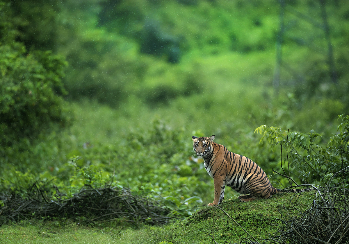 A photograph of a sub-adult tiger rejoicing on a rainy evening. Credit: Arvind Karthik