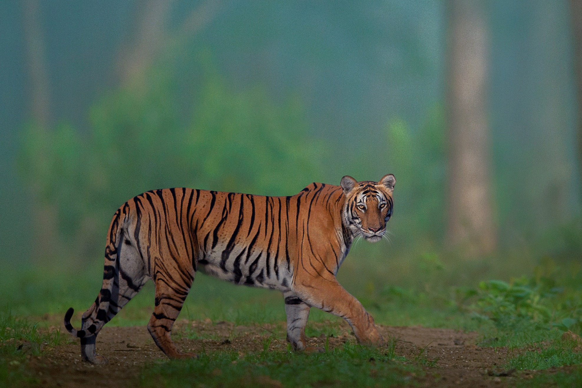 A photograph of a tiger taking a stroll through the lush green forest. Credit: Shaaz Jung
