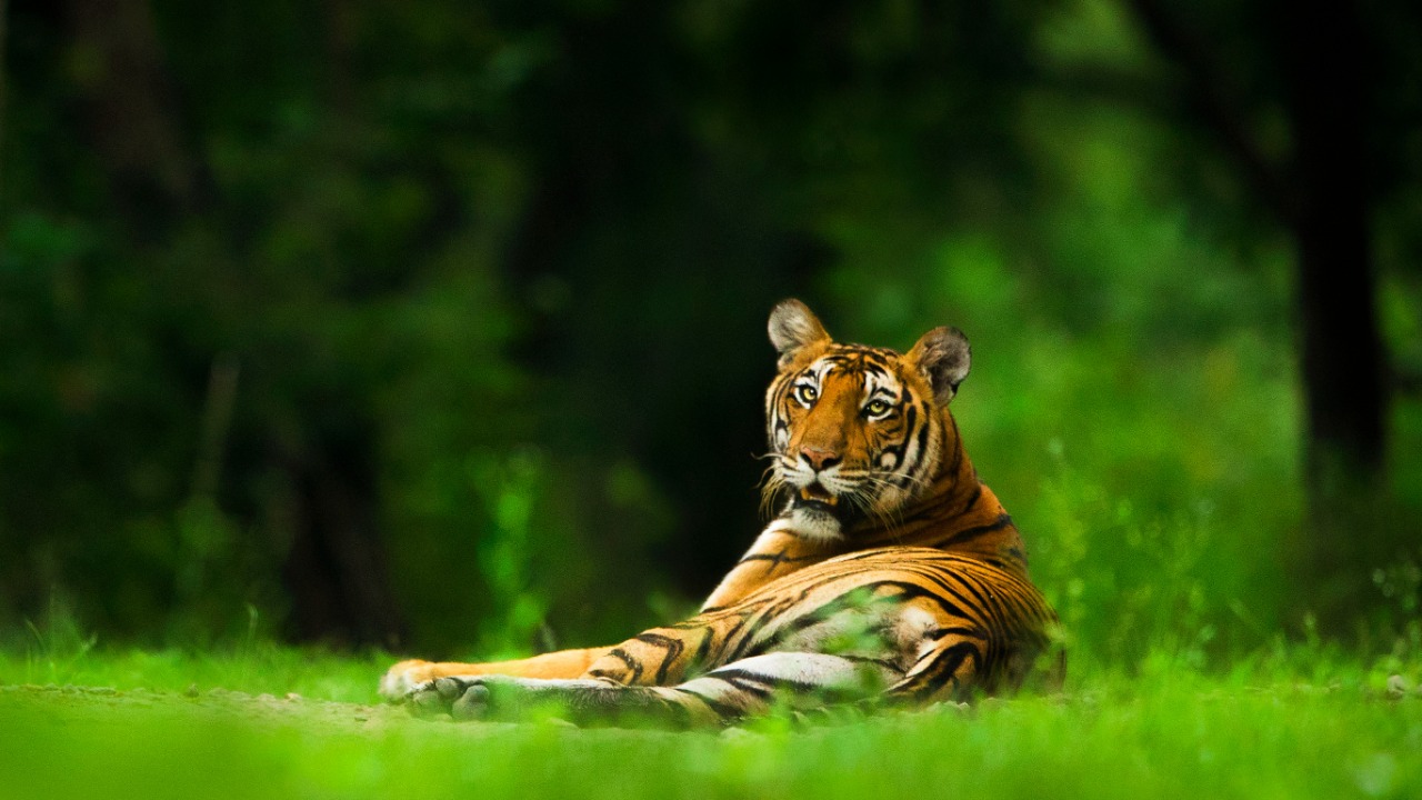 A tiger attentively looks at a group of fascinated onlookers during a safari. Credit: Yashas Narayan