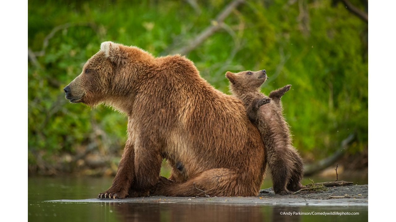 Leaning post. Credit: Andy Parkinson/Comedy Wildlife Photo Awards 2021