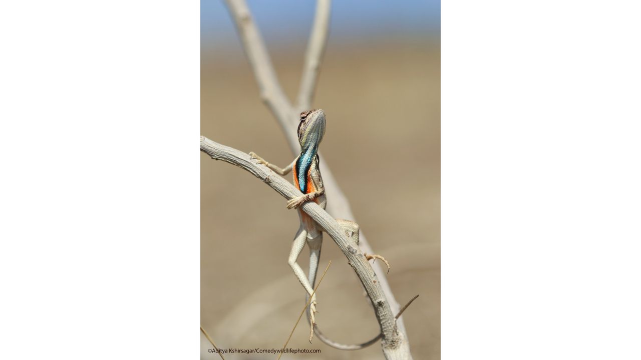Attitude!! Credit: Aditya Kshirsagar/Comedy Wildlife Photo Awards 2021