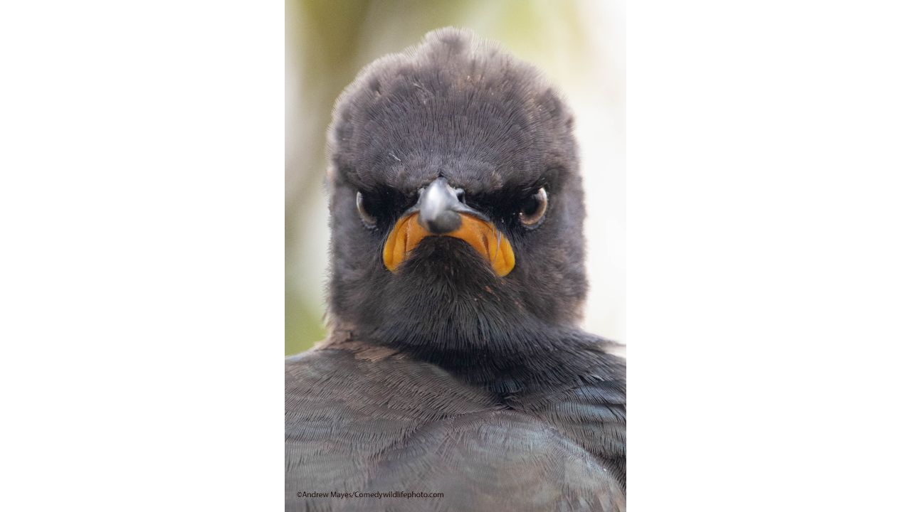 Monday Morning Mood. Credit: Andrew Mayes/Comedy Wildlife Photo Awards 2021