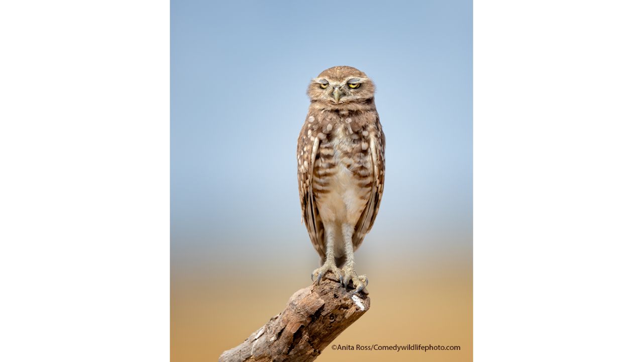 Shhhh! I'm so hungover it hurts. Credit: Anita Ross/Comedy Wildlife Photo Awards 2021
