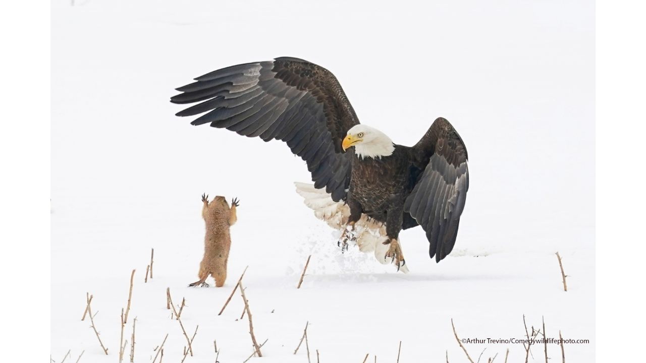 Ninja Prairie Dog! Credit: Arthur Trevino/Comedy Wildlife Photo Awards 2021