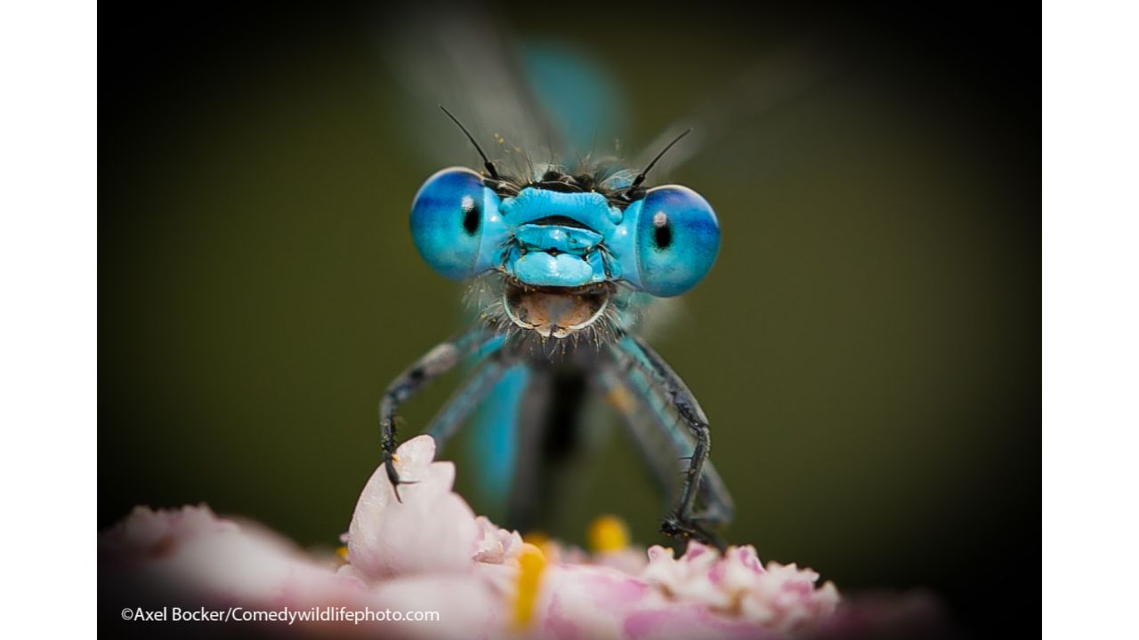 Don't worry. Be happy! Credit: Axel Bocker/Comedy Wildlife Photo Awards 2021