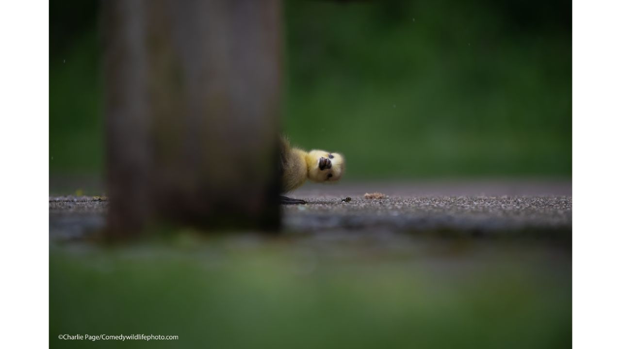 Peekaboo. Credit: Charlie page/Comedy Wildlife Photo Awards 2021