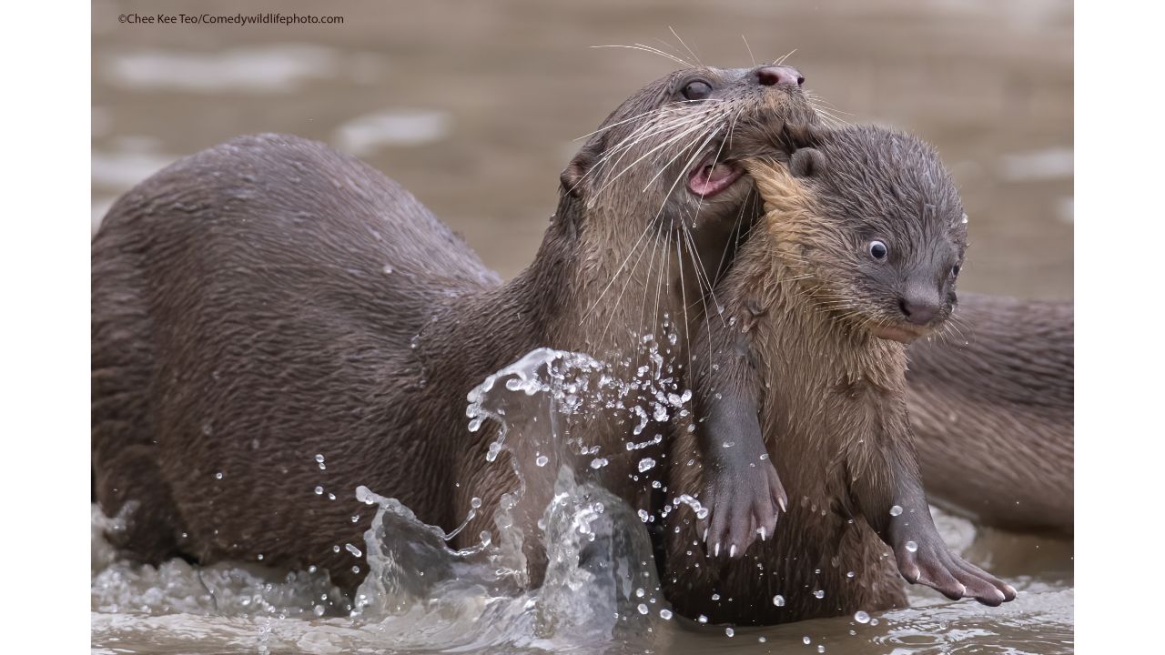 Time for school. Credit: Chee Kee Teo/Comedy Wildlife Photo Awards 2021